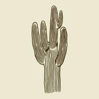 Cactus in vintage engraving style vector