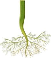 Isolated plant root on white background vector