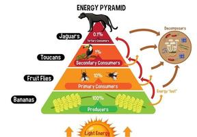 Diagram showing energy pyramid for education vector