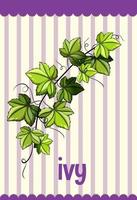 Vocabulary flashcard with word Ivy vector