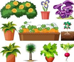 Conjunto de diferentes plantas en macetas aislado sobre fondo blanco. vector