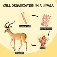 diagrama que muestra la organización celular en un impala vector