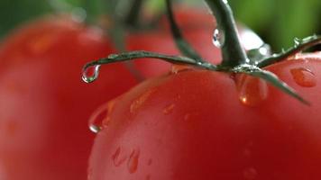 Extreme closeup of water drip on tomato in slow motion shot on Phantom Flex 4K at 1000 fps video