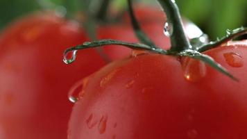 primo piano estremo di gocciolamento d'acqua sul pomodoro al rallentatore girato su phantom flex 4k a 1000 fps video