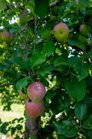 manzanas en huerto foto