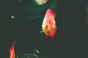 Exotic fish Symphysodon discus, in an aquarium photo