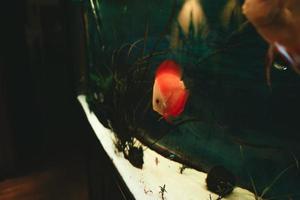 Exotic fish Symphysodon discus, in an aquarium photo