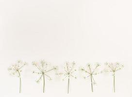 White wildflowers on beige background with copy space.
