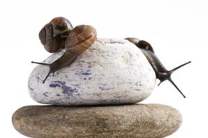 Grapevine snail on stack of spa stones against white background