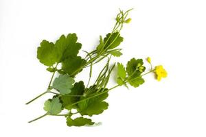 St. Johns wort Hypericum perforatum isolated on white background photo