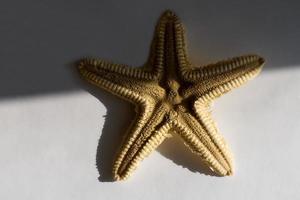 Hermosa estrella de mar sobre un fondo blanco, la mitad a la sombra, imagen de fondo foto