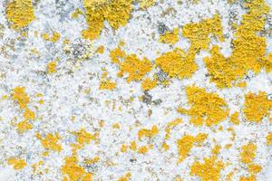 stone with gray and orange color with fungus, texture background. photo