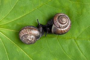 land snails on the plant, close-up