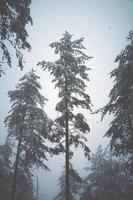 snow on the pine trees in the forest photo