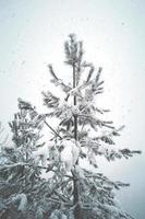 snow on the pine trees in the forest photo