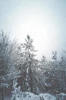 nieve en los pinos en el bosque foto