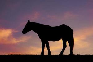 horse silhouette in the sunset photo