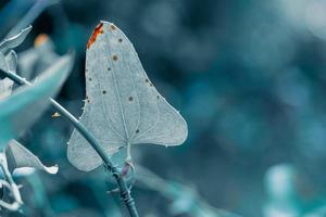 blue plant leaves in the nature photo