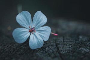 beautiful blue flower in springtime photo