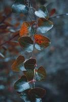 green plant leaves in the nature photo