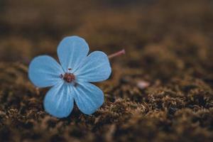 hermosa flor azul en primavera foto