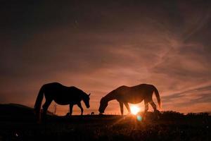 horse silhouette in the sunset photo