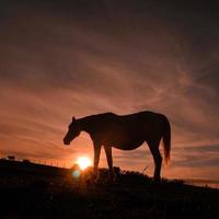 horse silhouette in the sunset photo