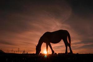 horse silhouette in the sunset photo