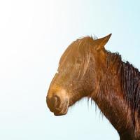 hermoso retrato de caballo marrón foto