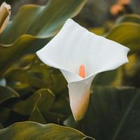 beautiful lily calla flower in the garden photo