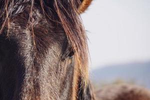 beautiful balck horse portrait photo