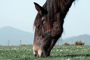 beautiful black horse portrait photo