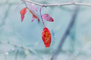 red tree leaf in the nature photo