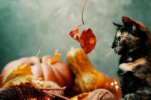 gato mira con interés una hoja de otoño en una ramita. foto