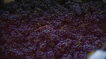 oregon, EUA - 4 de outubro de 2013, colheita de uvas para vinho no vinhedo. filmado em vermelho épico para alta qualidade 4k, uhd, resolução ultra hd. video