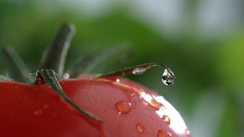 primo piano estremo di gocciolamento d'acqua sul pomodoro al rallentatore girato su phantom flex 4k a 1000 fps video