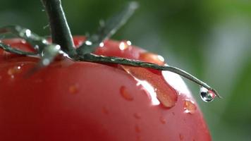 close-up extremo de gotejamento de água em tomate em câmera lenta filmado em phantom flex 4k a 1000 fps