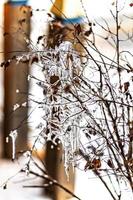 Icy tree branches with icicles at sunset. Winter frosts photo