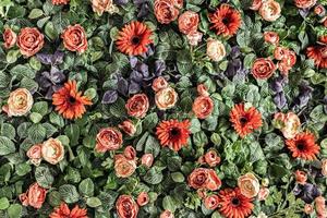 Background of spring artificial red and pink chrysanthemums and peony roses in the garden. Spring. Blooming wall. photo