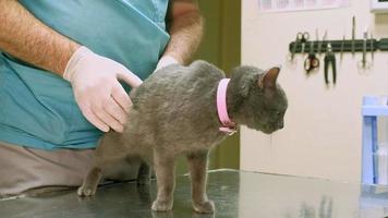 veterinär undersöker en katt