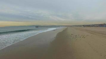 ripresa aerea di gabbiani su una spiaggia. video