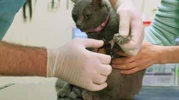 veterinarian examines a cat video