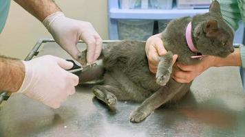 veterinario examina un gato video