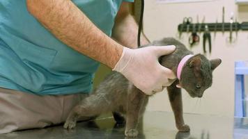 veterinär undersöker en katt