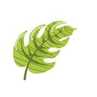 tropical leaf exotic vector