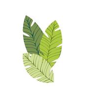 palm leaves foliage vector