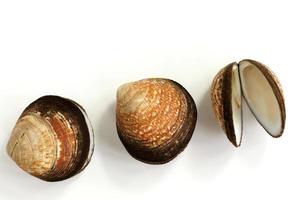 Sea shell mollusk scallop seashells animals photo