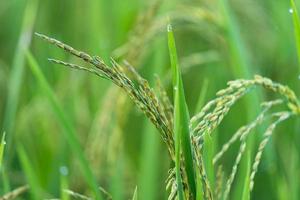 Close up of Rice spike in rice field photo