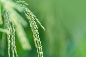 Close up of Rice spike in rice field photo