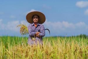 Asian farmer working in the rice field under blue sky